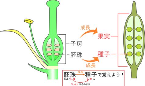 子房 成長|種子はどうやってできる？受粉後のめしべの変化！【。